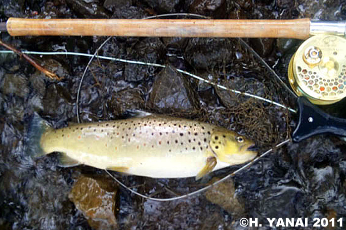 Hiroshi Yanai Brown Trout