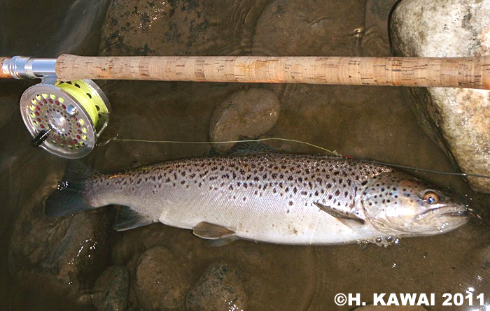 Hiroshi Kawai Brown Trout