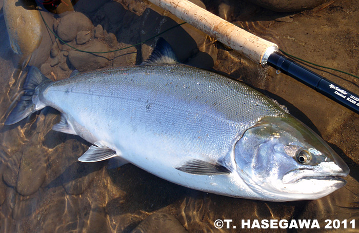 Toshiya Hasegawa Cherry Salmon