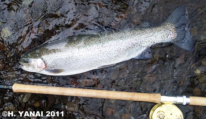 Hiroshi Yanai Rainbow Trout