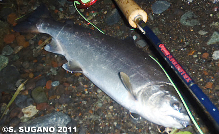 Seiji Sugano Yamame Trout