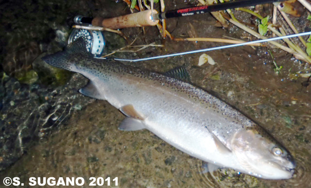 Seiji Sugano Rainbow Trout