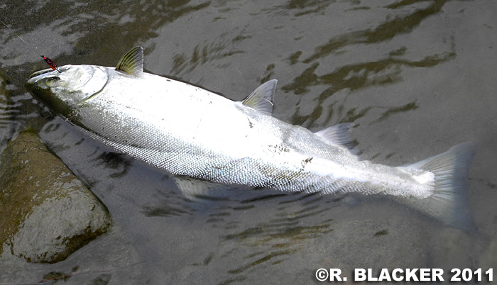 Ryozo Blacker Yamame Trout