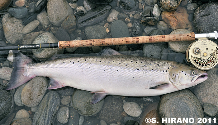 Shusuke Hirano Atlantic Salmon