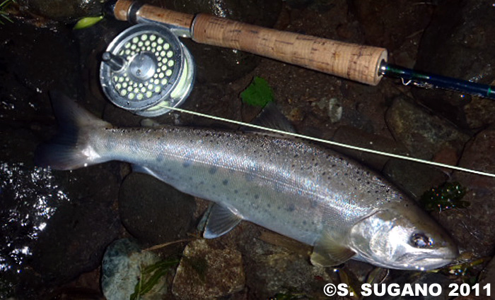 Seiji Sugano Yamame Trout