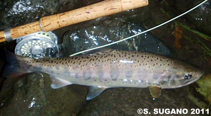 Seiji Sugano Amago Trout