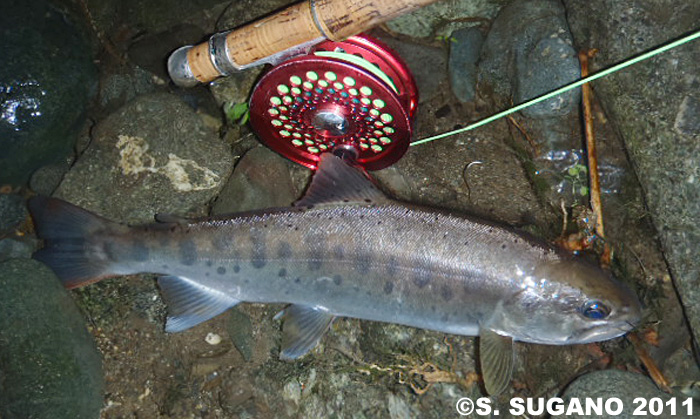 Seiji Sugano Yamame Trout