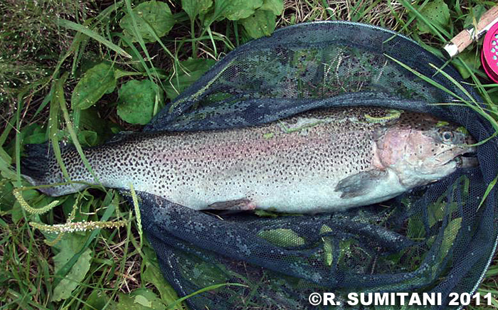 Ranko Sumitani Rainbow Trout