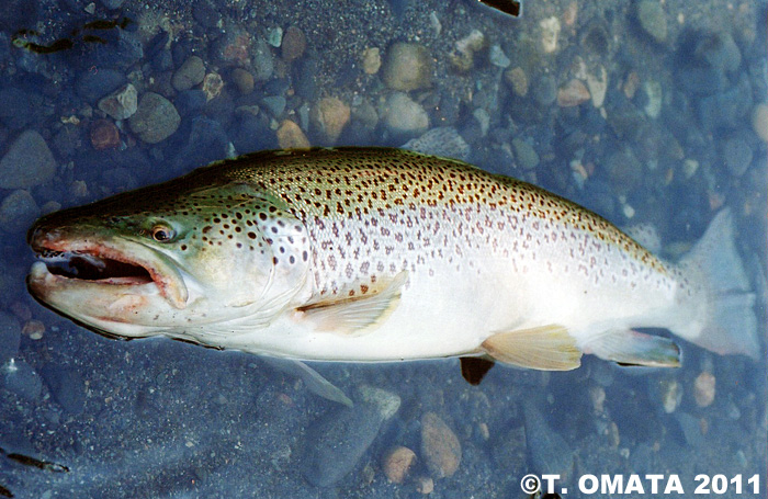 Takayuki Omata Brown Trout