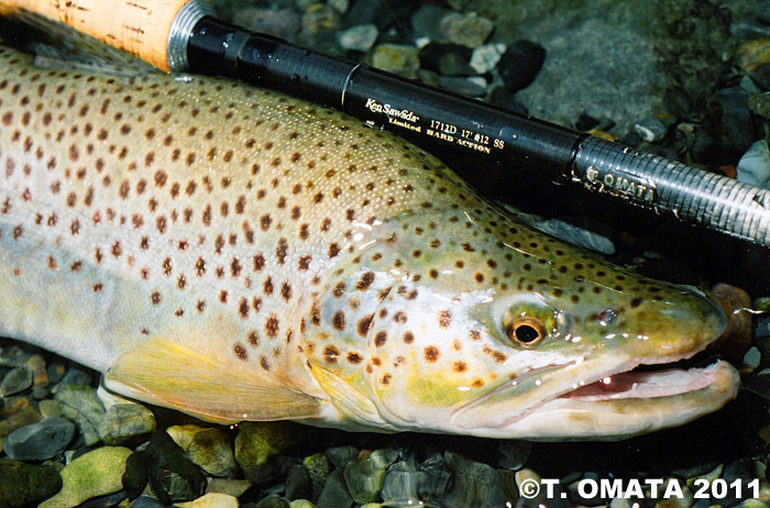 Takayuki Omata Brown Trout