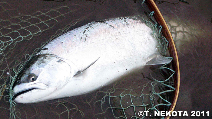 Torakichi Nekota Cherry Salmon