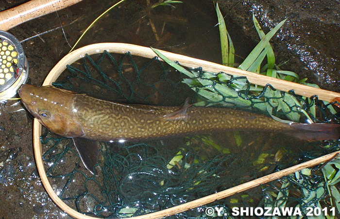 Yasuhiro Shiozawa Char