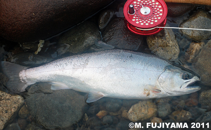 Masaki Fujiyama Yamame Trout