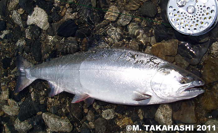 Masakazu Takahashi Cherry Salmon