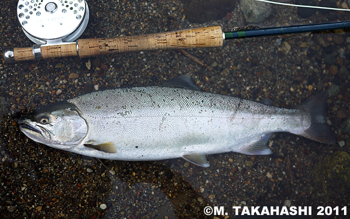 Masakazu Takahashi Yamame Trout