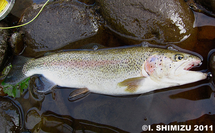 Ikuo Shimizu Rainbow Trout