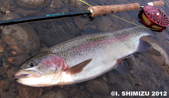 Ikuo Shimizu Rainbow Trout