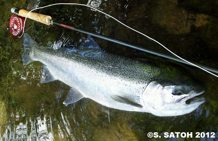 Shigeru Satoh Rainbow Trout