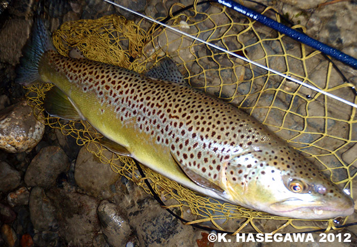 Kazuya Hasegawa Brown Trout