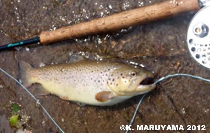 Keiji Maruyama Brown Trout