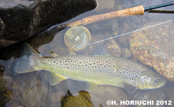 Hideyuki Horiuchi Brown Trout