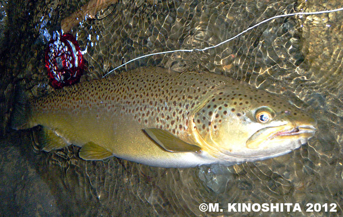 Masatoshi Kinoshita Brown Trout