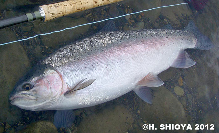 Hidetaka Shioya Rainbow Trout