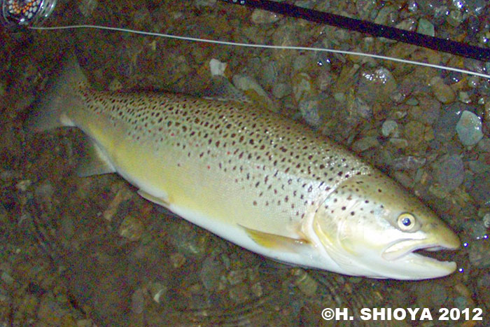 Hidetaka Shioya Brown Trout