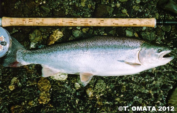 Takayuki Omata Rainbow Trout and Brown Trout