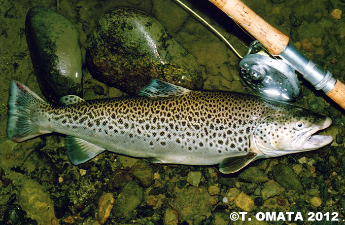 Takayuki Omata Brown Trout