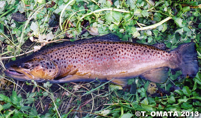 Takayuki Omata Brown Trout