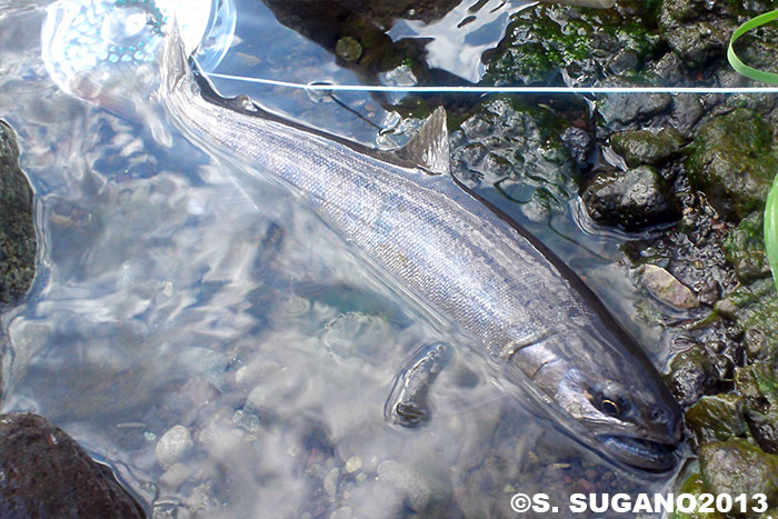 Seiji Sugano Yamame Trout