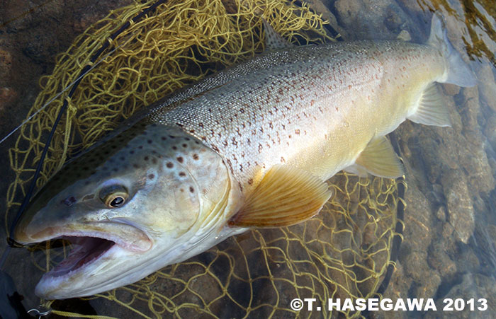 Toshiya Hasegawa Brown Trout