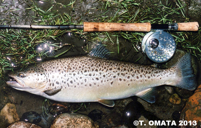 Takayuki Omata Brown Trout