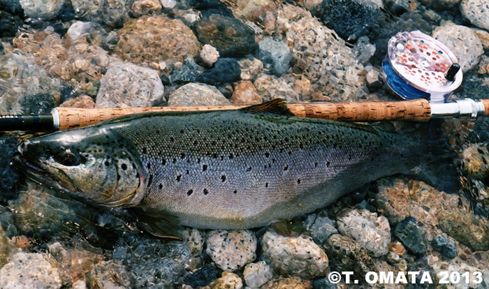 Takayuki Omata Brown Trout