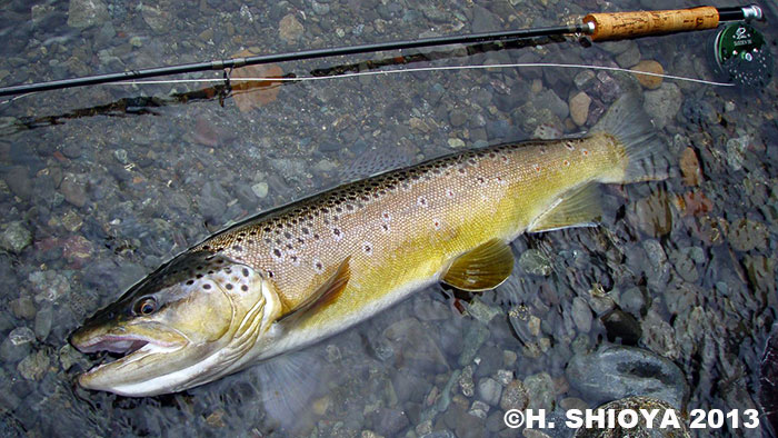 Hidetaka Shioya Brown Trout