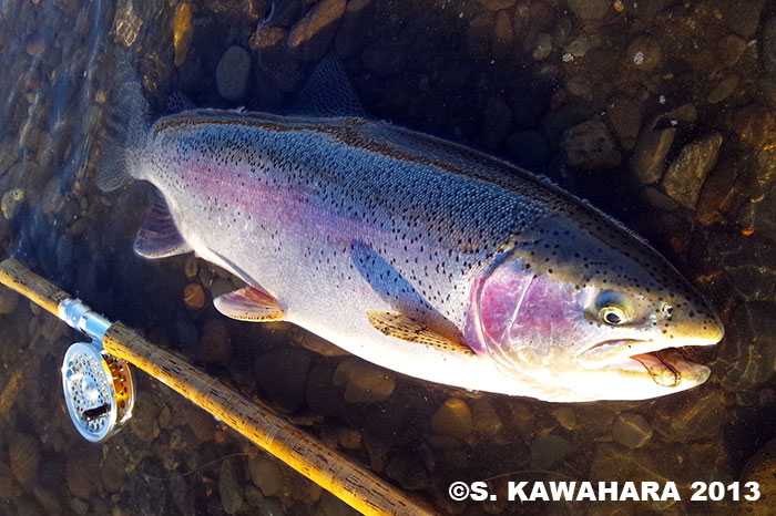 Shinya Kawahara Rainbow Trout