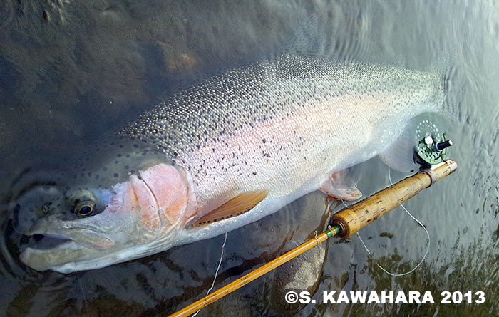 Shinya Kawahara Rainbow Trout