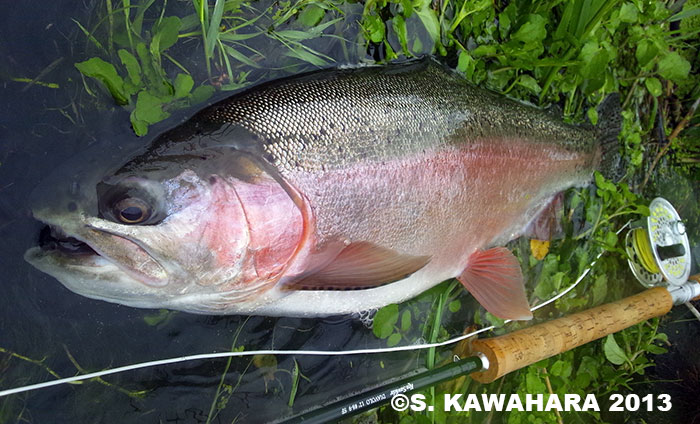 Shinya Kawahara Rainbow Trout