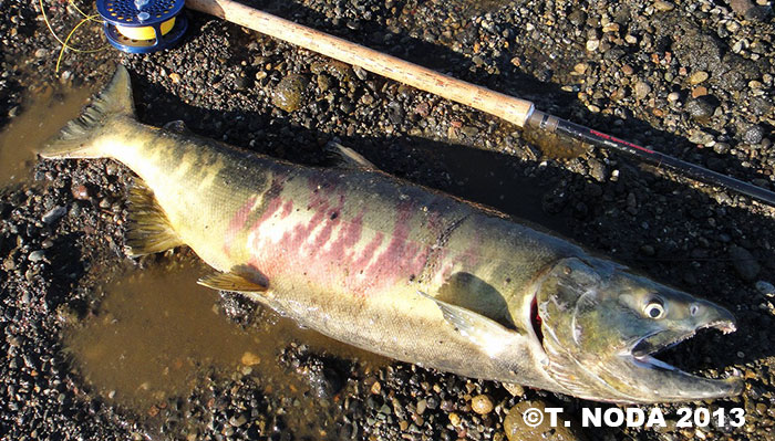 Takuo Noda Chum Salmon