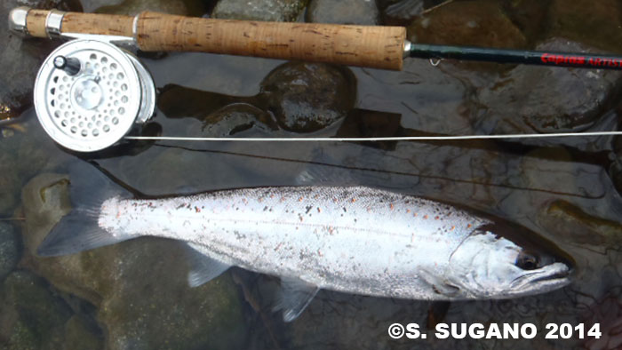 Seiji Sugano Amago Trout