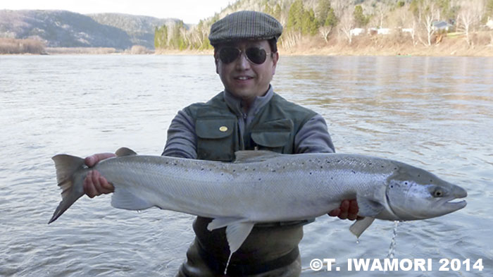 Takashi Iwamori Atlantic Salmon