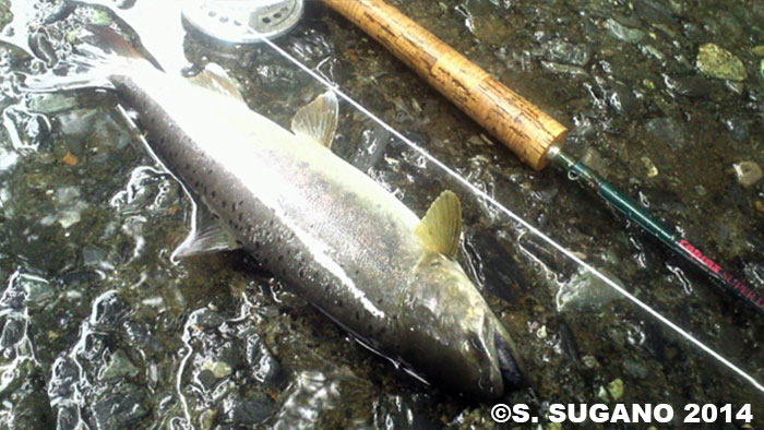 Seiji Sugano Yamame Trout