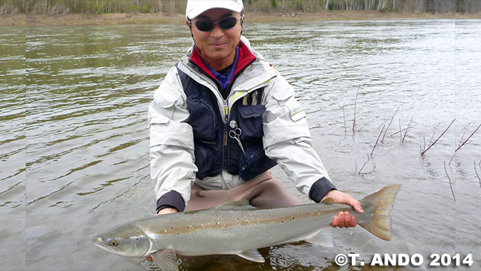 Takashi Ando Atlantic Salmon