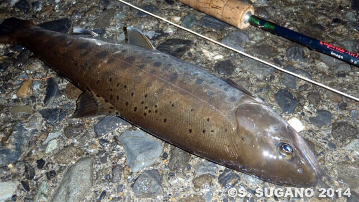 Seiji Sugano Yamame Trout