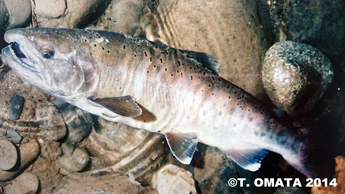 Takayuki Omata Yamame Trout