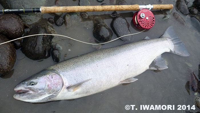 Takashi Iwamori Steelhead Trout