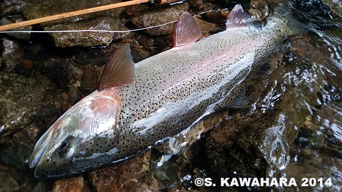 Shinya Kawahara Rainbow Trout