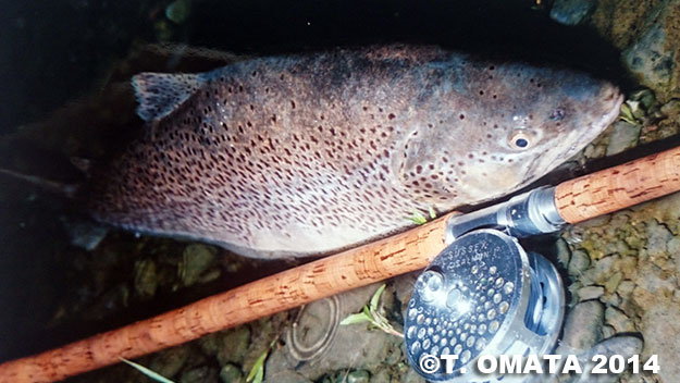 Takayuki Omata Brown Trout