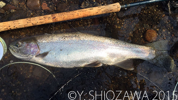 Yasuhiro Shiozawa Sea Run Char and Rainbow trout